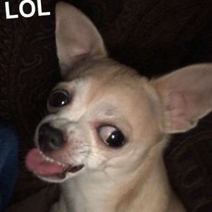 Meet your Posher, Carmen